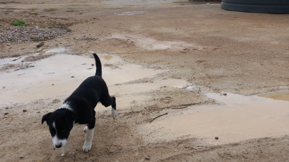 Roger Lienert tweet media