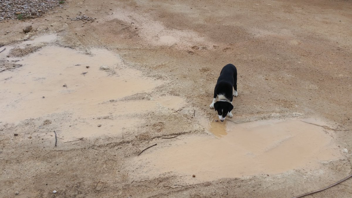 Roger Lienert tweet media