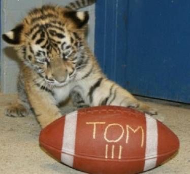 Christian Whitworth tweet media