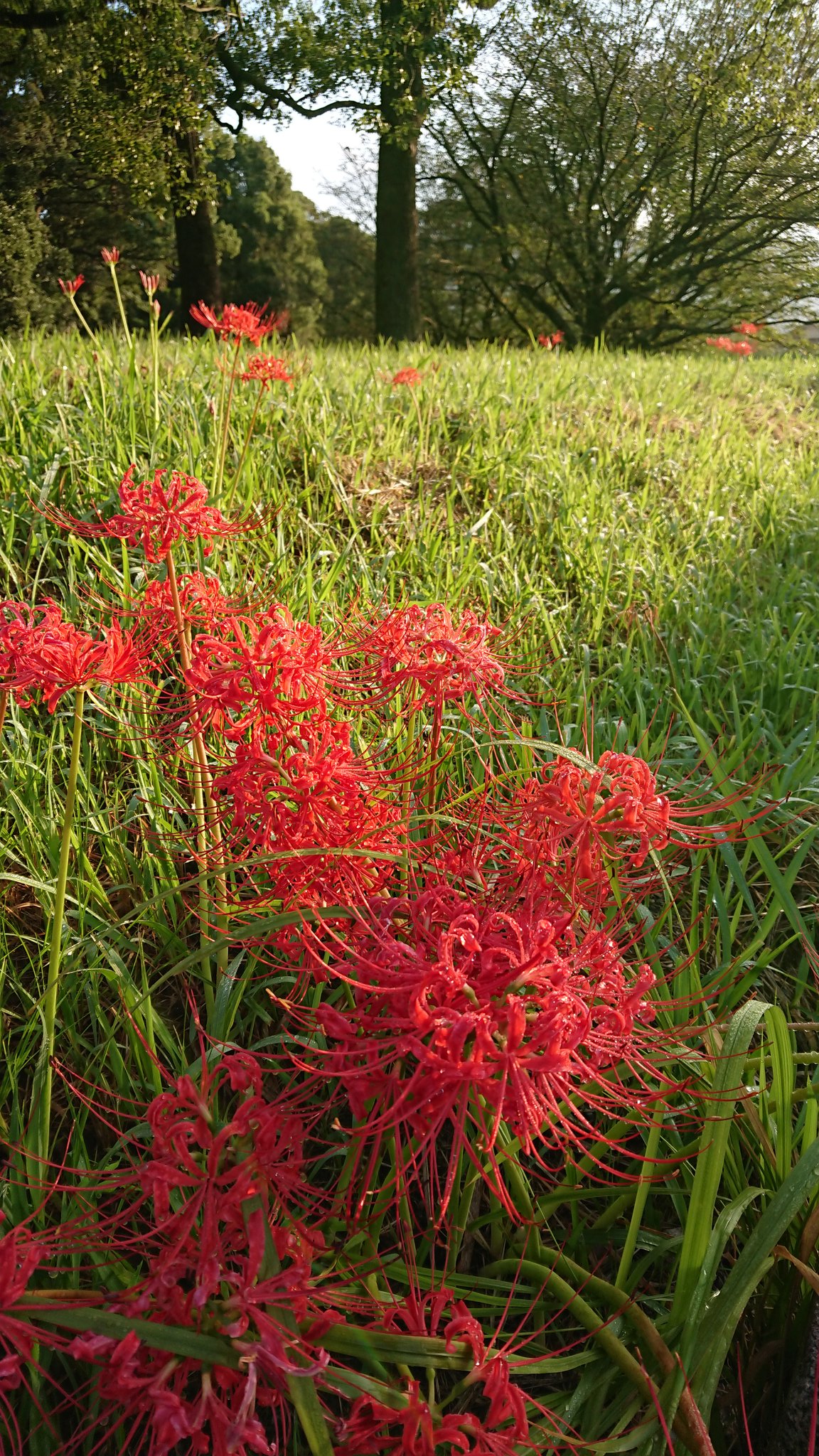 花は葉を思い葉は花を思う Twitter Search Twitter