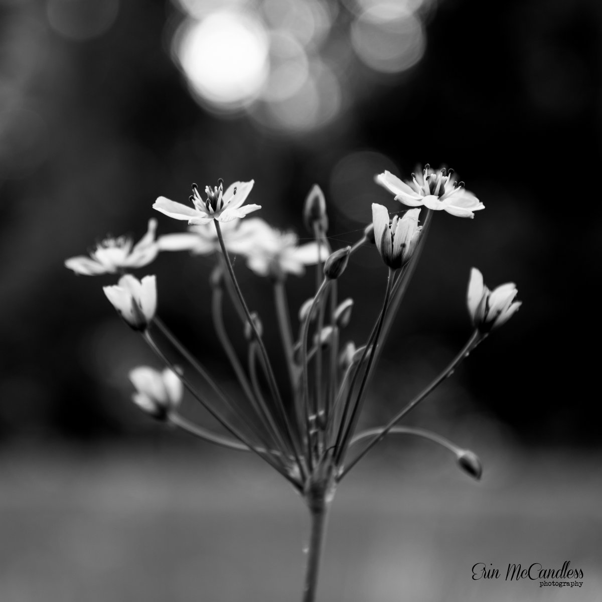 Erin McCandless Photography tweet media