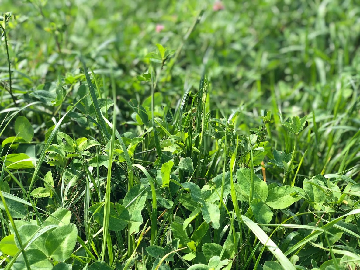 Fun attending a great event, hosted by <a href="/scott_bluedirt/">Scott Haase</a>, National Wildlife Federation Cover Crop champion. Met new people from southern Minnesota. <a href="/leetesdell/">Lee Tesdell</a> #covercrops #SoilHealth #restoringdiversity #notill #NRCS #SocialDistancing