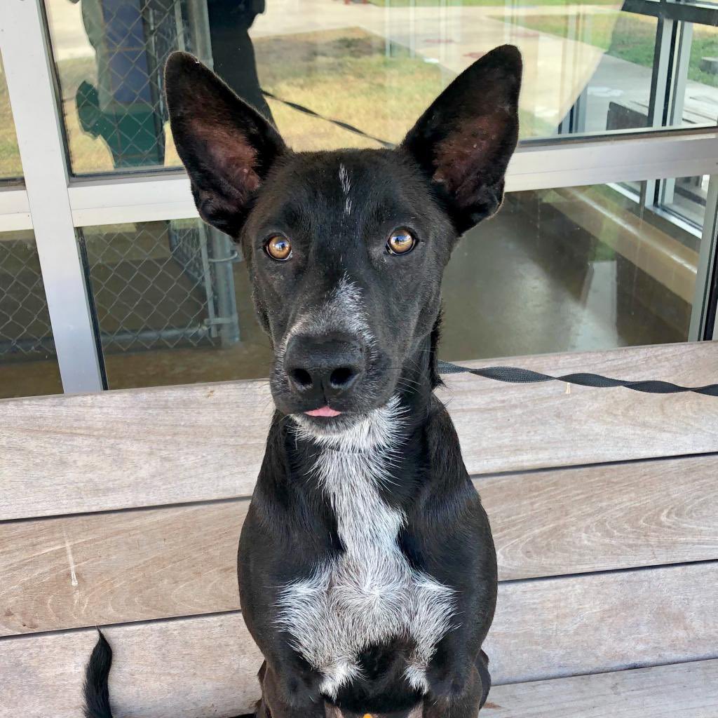 KLRNAuction's tweet photo. San Antonio Pets Alive! has donated a puppy Adoption Voucher, valued at $75. 

SAPA!’s mission is to provide the programs &amp; services needed to eliminate the killing of at-risk animals. 

Bid here: https://t.co/ENgF9FShWy https://t.co/eud9qFcFPN
