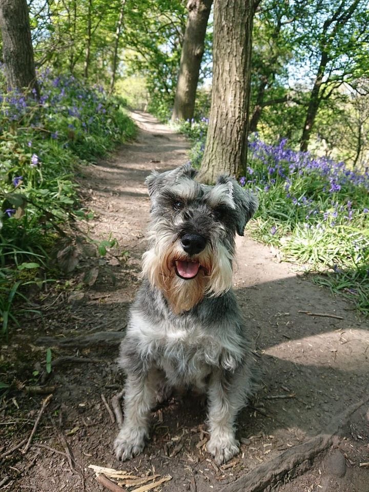 LisaLisaw1's tweet photo. Please RT ‼️ #FindFergus ‼️ UPDATED to #STOLEN 02.09.20 #missing from his home BD18 #Shipley #Bradford #WestYorkshire Salt/Pepper #MiniatureSchnauzer Owner is a #nhskeyworker 🌈 #SchnauzerGang
#findfergusschnauzer wearing collar with ID & microchipped Police & dog warden aware https://t.co/hzBKuHoH04