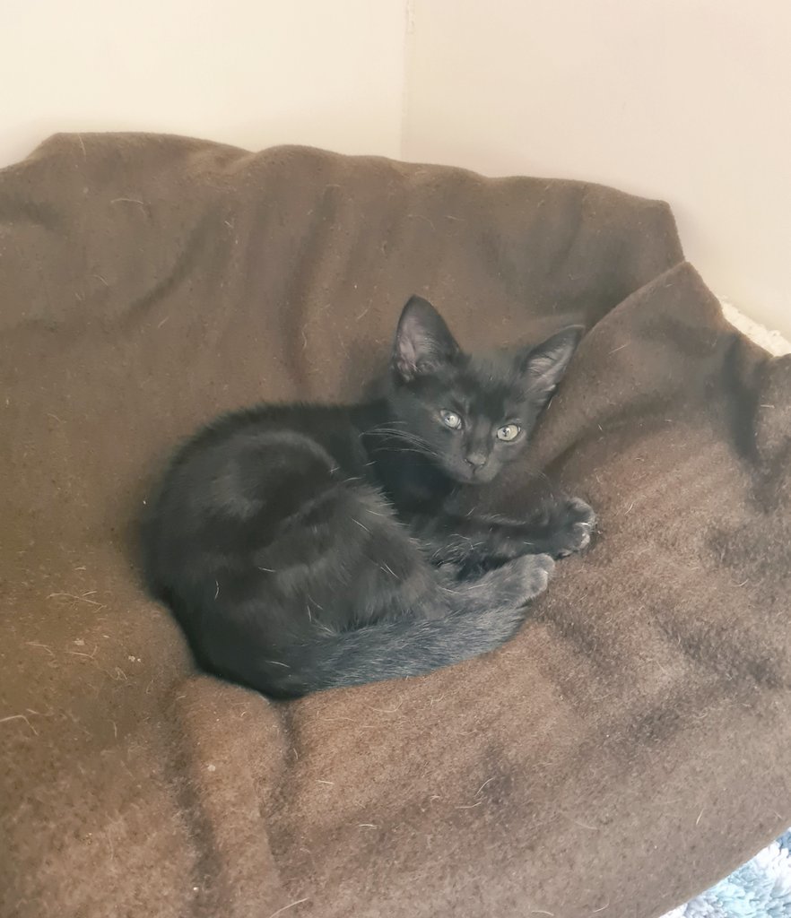 RSPCA Sheffield tweet media