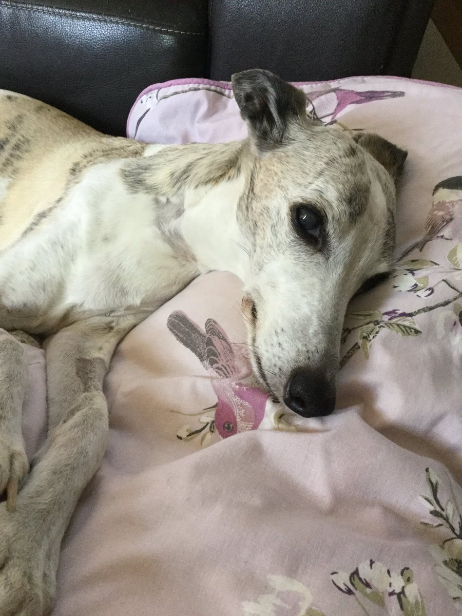 Keeping mummies pillow warm 😍