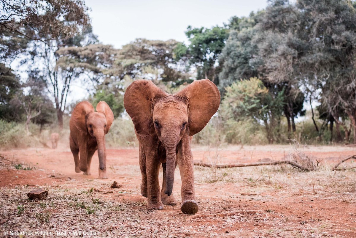 Tuliadestin's tweet photo. Our regional presence enables us to efficiently co-ordinate unique programs for our customers...

Book today your hotel room, tour destination, flight by login to https://t.co/iRsHVlP5nw

#wildlife #wildlifephotography #elephants #lions #travel #holiday #vacation #bookingyeah https://t.co/BV7jL9GjKY