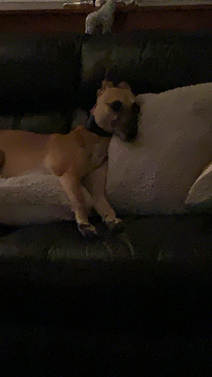 JosieWhippet's tweet image. I love my life ❤️