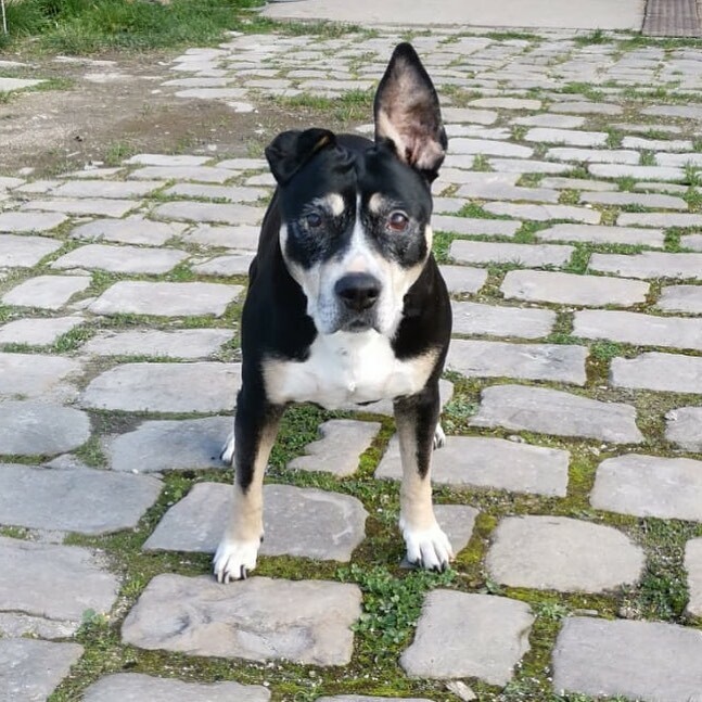 fortrecup's tweet photo. Manouche by @mancioday #fortdaubervilliers #fortaubervilliers #aubervilliers #grandparis #dog #doglife #chien #coworking #friche #urbanismetransitoire #fort #mémé #vintage #team #recup #reemploi #agricultureurbaine #communauté #dogfriendly #paris #banlie… https://t.co/K8AtnFMEI9 https://t.co/lUTdyZFZCw