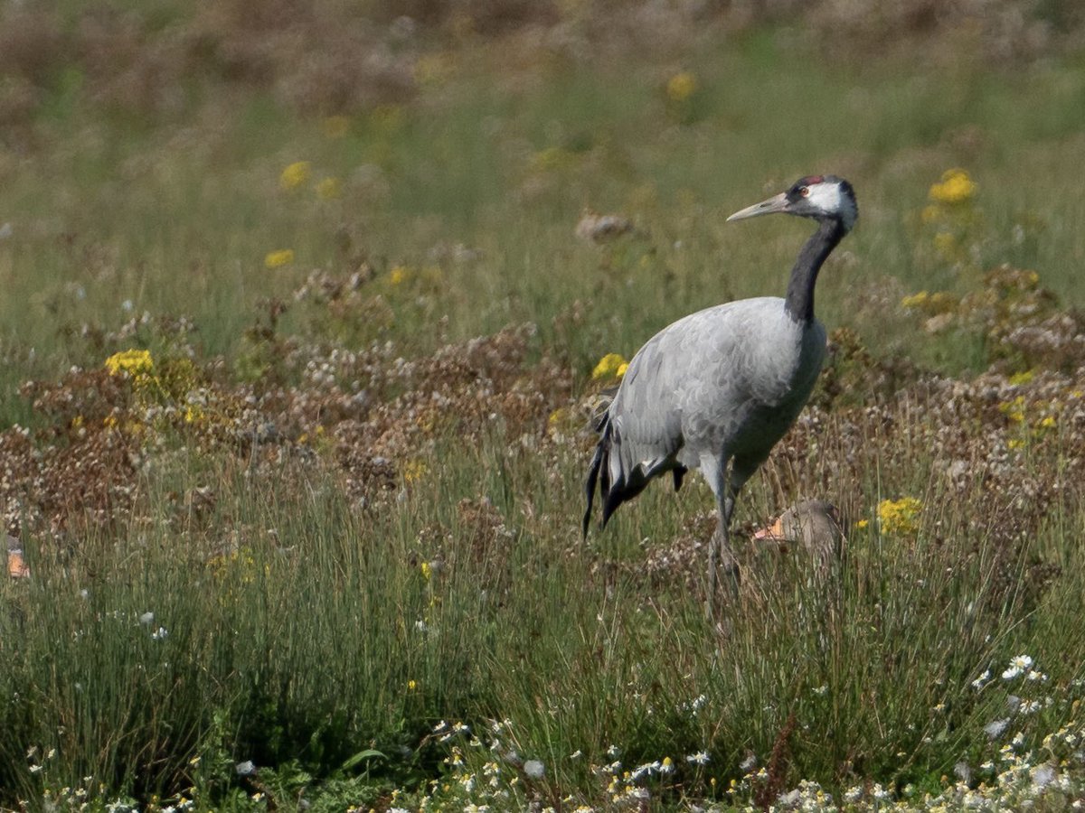 Great to see the Common Crane at St Aidens this afternoon @RSPBAireValley @RSPBbirders #Swillyings