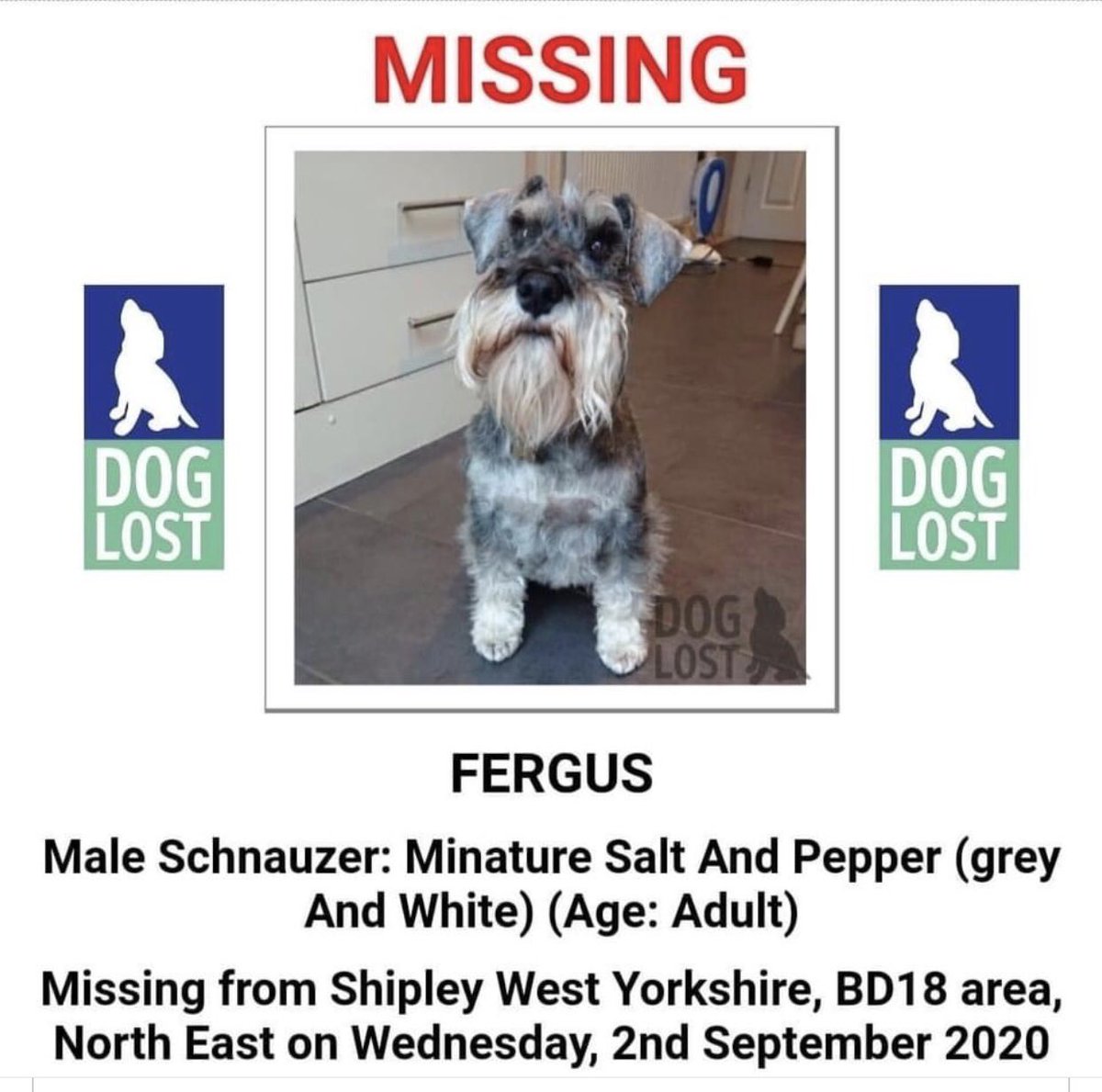 my dear friends dog is missing. We’re trying to get it trending in the hope he can be found. Please share the hell out of this tweet so see if we can help #findfergusschnauzer