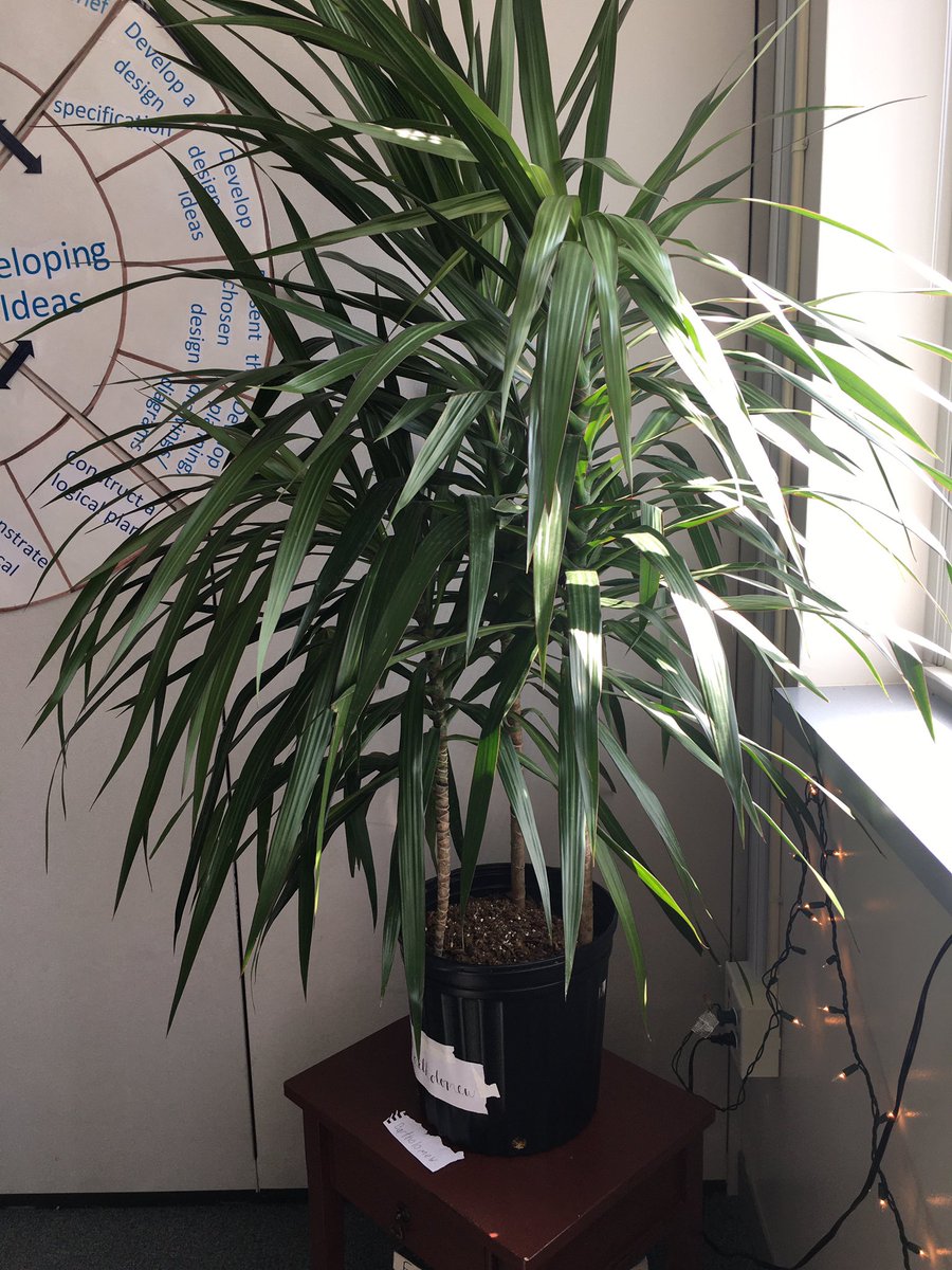 MsNelsonishere's tweet photo. You never know where Design Thinking will lead you! L6 is designing our classroom space by adding and caring for some pretty cool plants 🌱Happy Friday! https://t.co/S4Ub3VGCDS