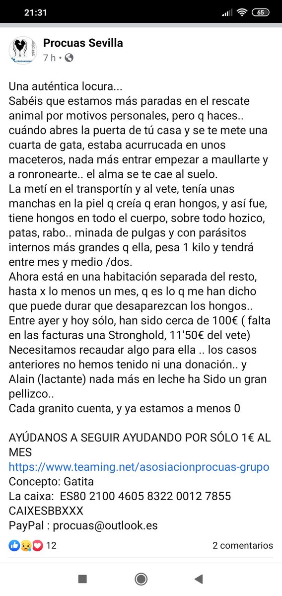 Procuas Sevilla tweet media