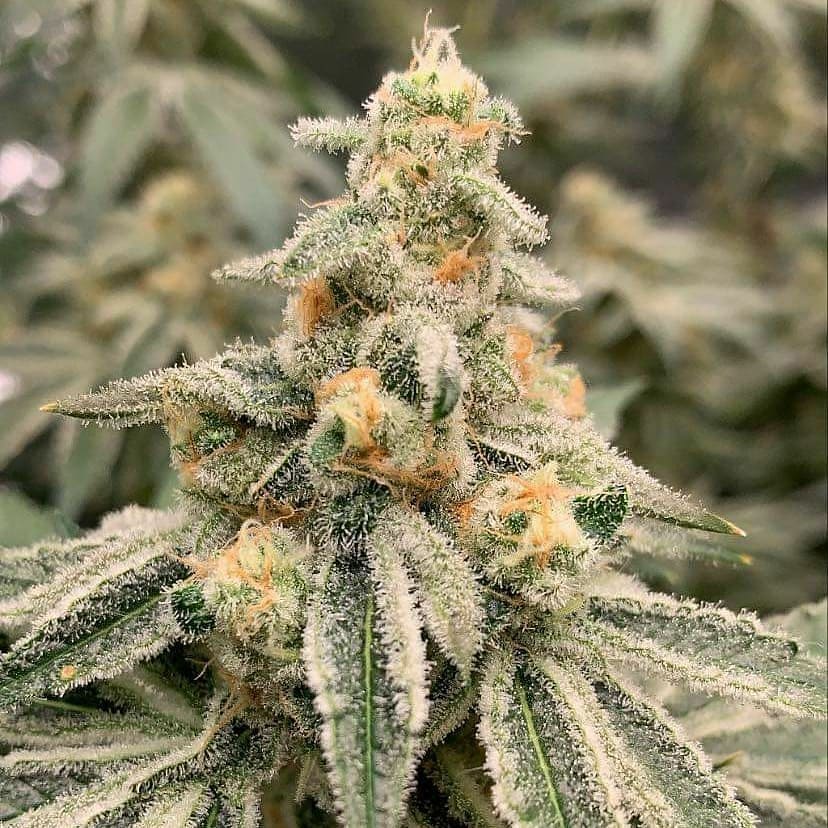 brucejay420's tweet image. 