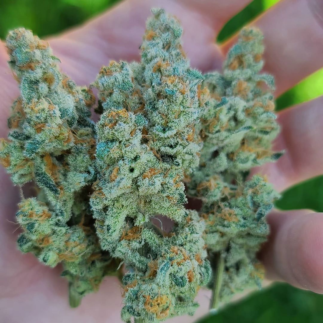 brucejay420's tweet image. 