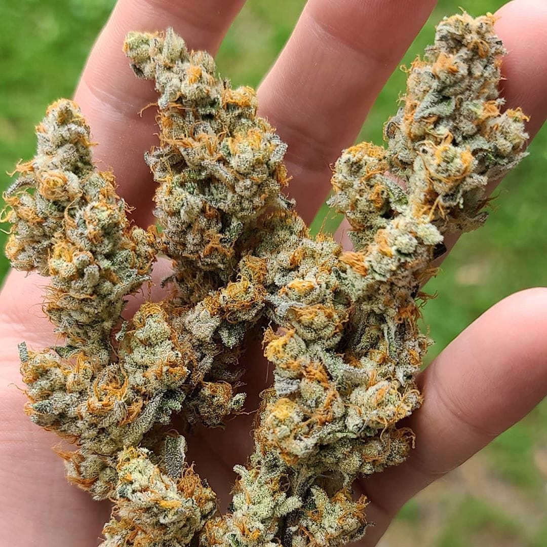 brucejay420's tweet image. 