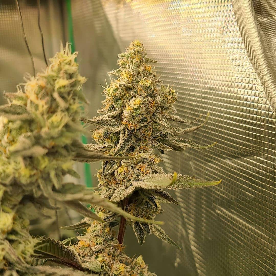 brucejay420's tweet image. 