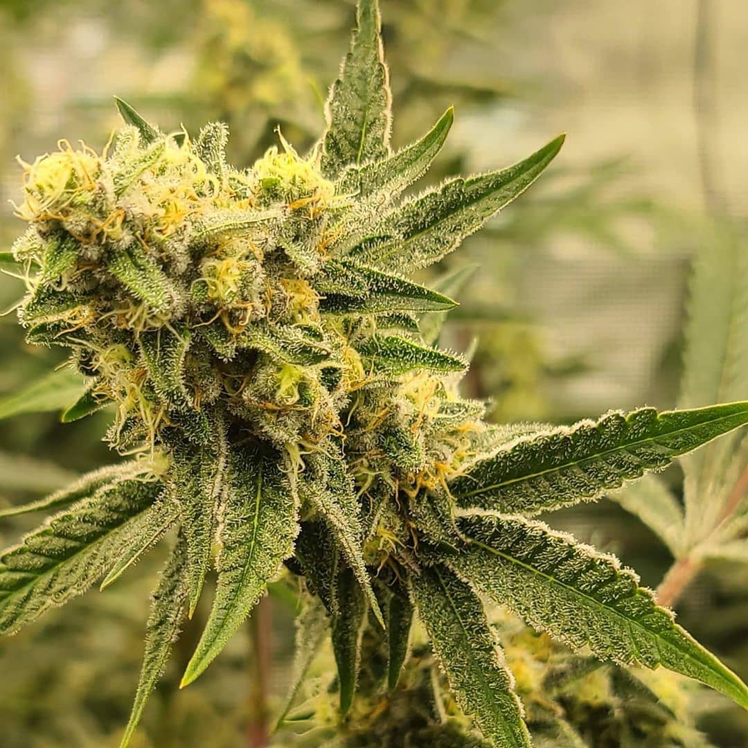 brucejay420's tweet image. 