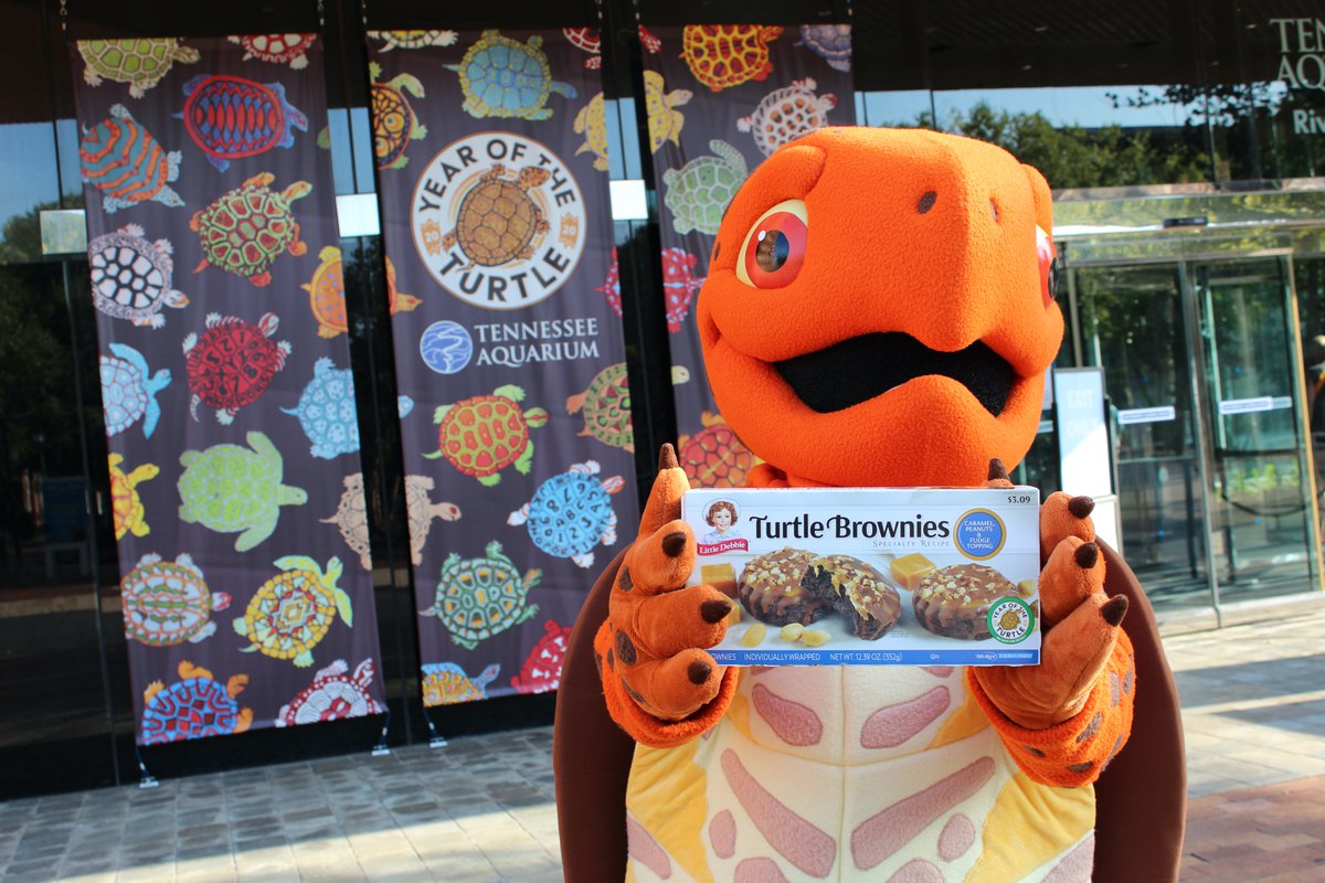 TNAquarium's tweet photo. We shell-ebrate McKee Foods for supporting the #YearoftheTurtle! Visit this link for fun 🐢 activities + learn where to find @LittleDebbie Turtle Brownies near you: https://t.co/Hg1OzSidQd https://t.co/1EwDolHrhw