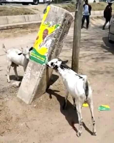 EmmanulBosco's tweet photo. Yaan mpaka wanyama wamewachoka sembuse binadamu cc https://t.co/qBRZCz2EQm