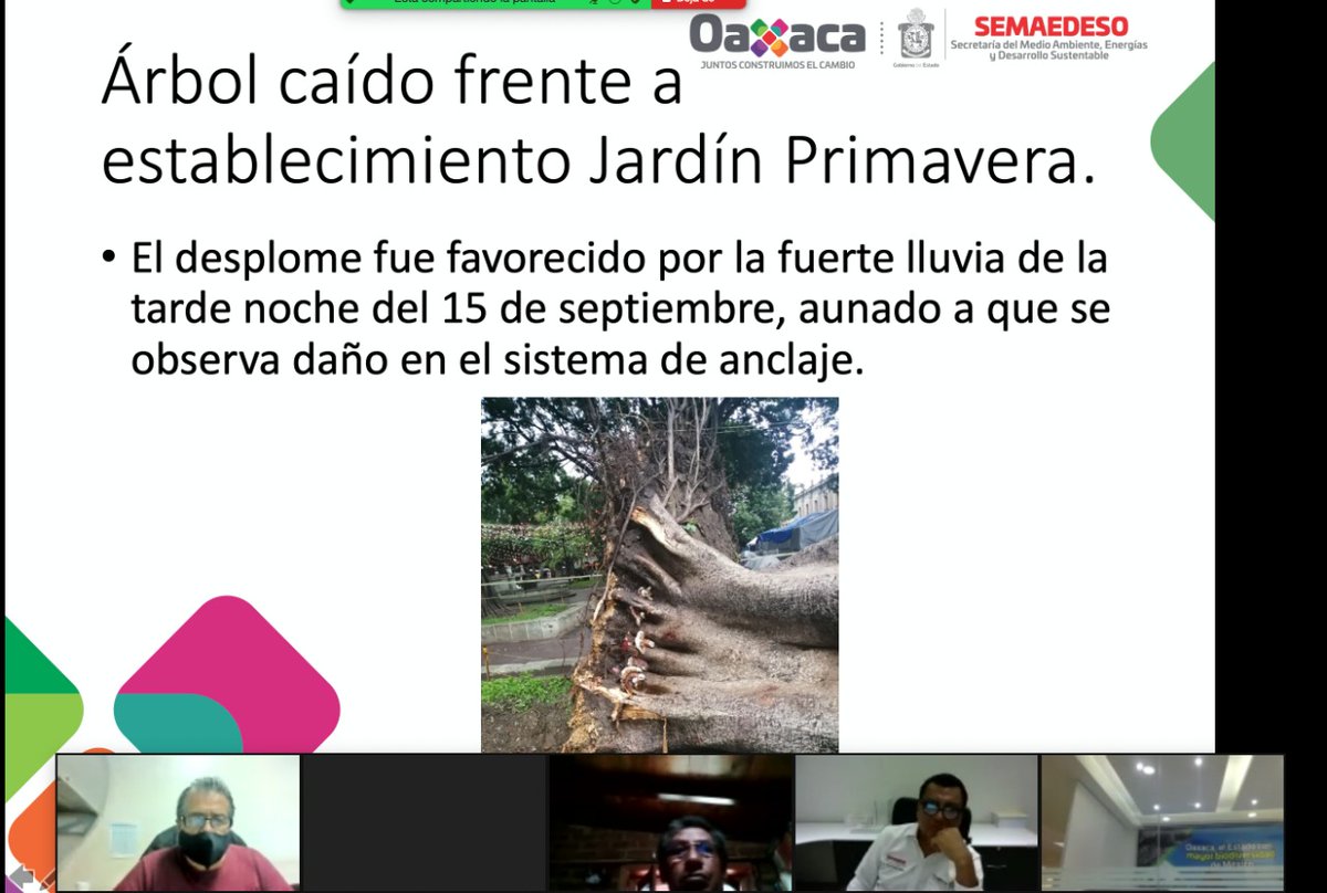 samygurrion's tweet photo. En reunión virtual de coordinación entre el @GobOax a través de la @SEMAEDESO, @Sedapa_GobOax y @COESFO_GobOax, con el @MunicipioOaxaca, la @FundacionAHHO y arboristas certificados, para la atención del arbolado urbano ubicado en el Zócalo de la capital del estado de #Oaxaca. https://t.co/cUHmmzV7HK