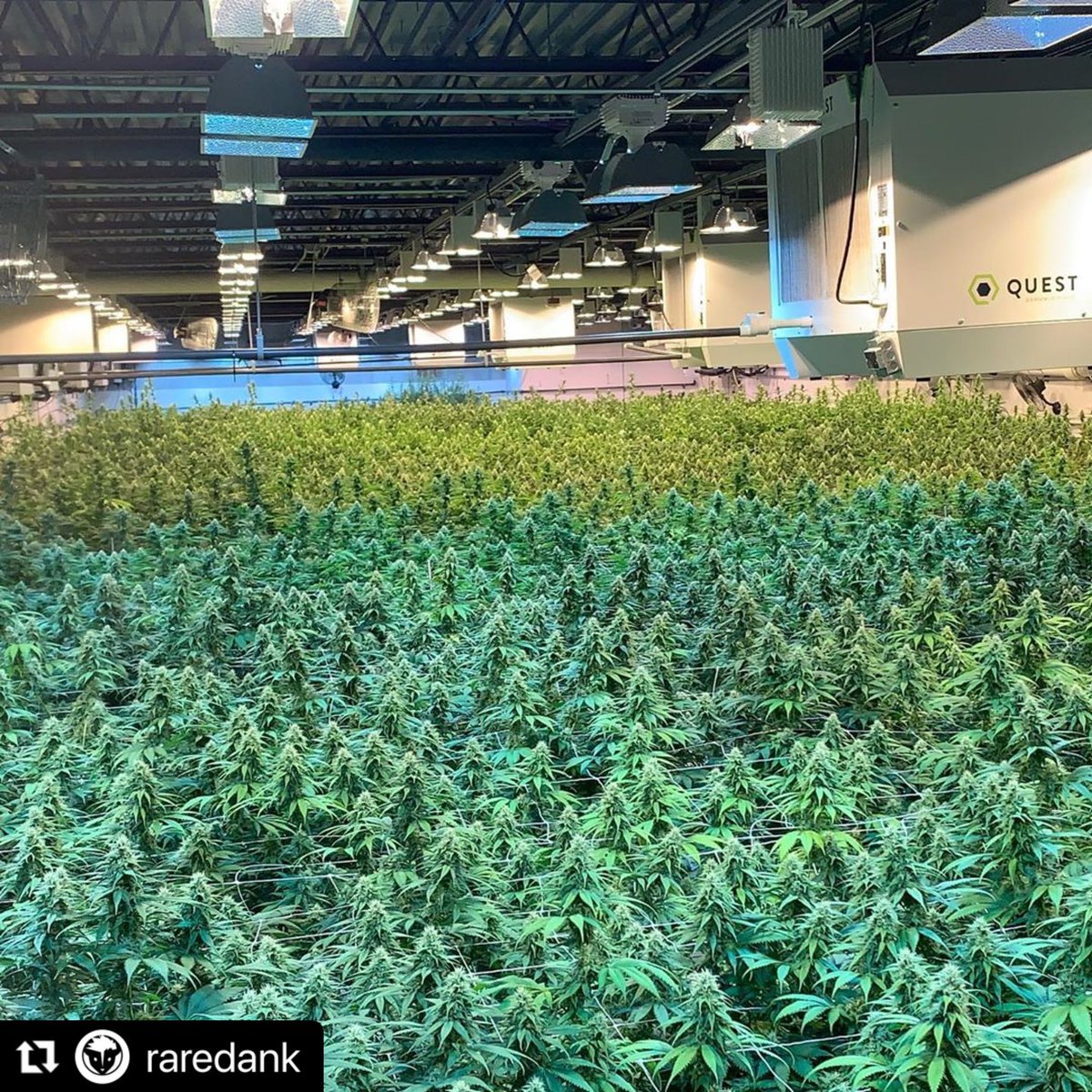 RareDankness's tweet photo. Grow and chop then reset and do it again and again.  #raredanknessnutrients #plants #easy #irrigationfriendly #irrigation #garden #growyourownfood #growyourown #nutrients #nutritionsimplified #terpenesamplified  #fertilizer #terpenes #buds #cannabiscommunity https://t.co/h0HCjLZpPs