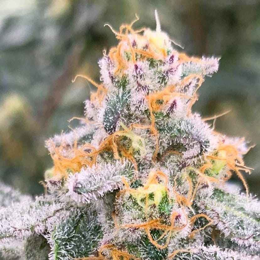 brucejay420's tweet image. 🌱