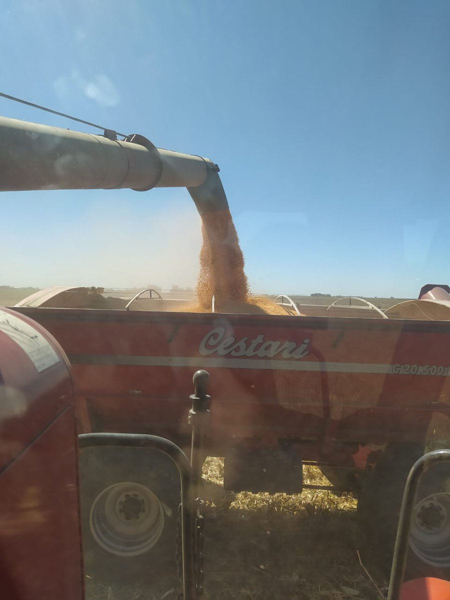 Sem_Illinois's tweet photo. Ensayo de densidad de #maiz 🌽en Coronel Suarez con los híbridos #I799 #I550, junto al distribuidor 🤝Granos Directo y el productor 🤝 Pablo Schwindt.
#I799 - 8400 kg/ha, densidad 60000 pl/ha ✅ https://t.co/HnfAXNqegv