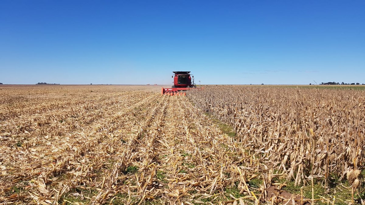 Sem_Illinois's tweet photo. Ensayo de densidad de #maiz 🌽en Coronel Suarez con los híbridos #I799 #I550, junto al distribuidor 🤝Granos Directo y el productor 🤝 Pablo Schwindt.
#I799 - 8400 kg/ha, densidad 60000 pl/ha ✅ https://t.co/HnfAXNqegv