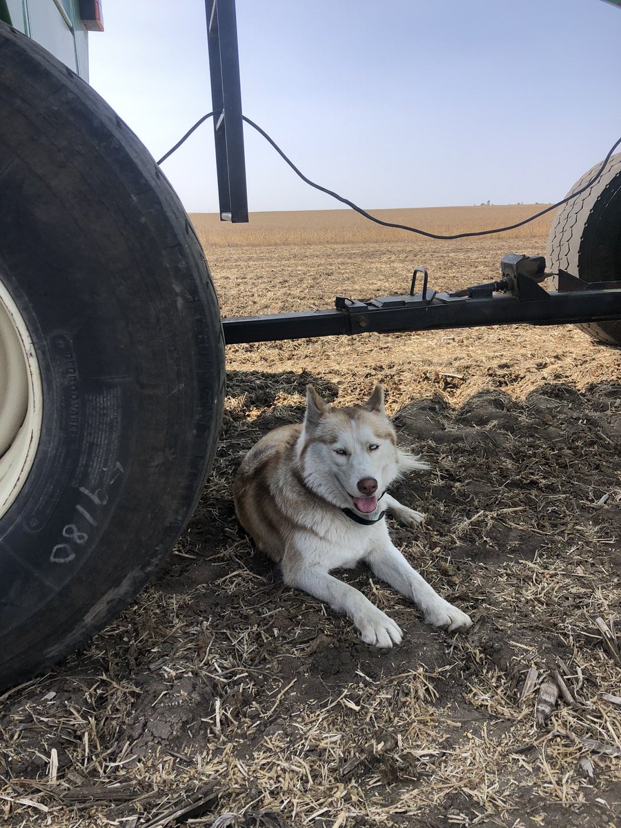 nschultz2014's tweet photo. Nothing like a little company when doing monitor calibrations! #harvest2020 #husky https://t.co/X5jh9O0DJH