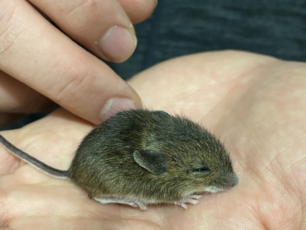 ChocPanther16's tweet photo. This is Ben who I found in my garden last night. Mam decided to call him Ben. #mouse https://t.co/r2rPTKlRuA