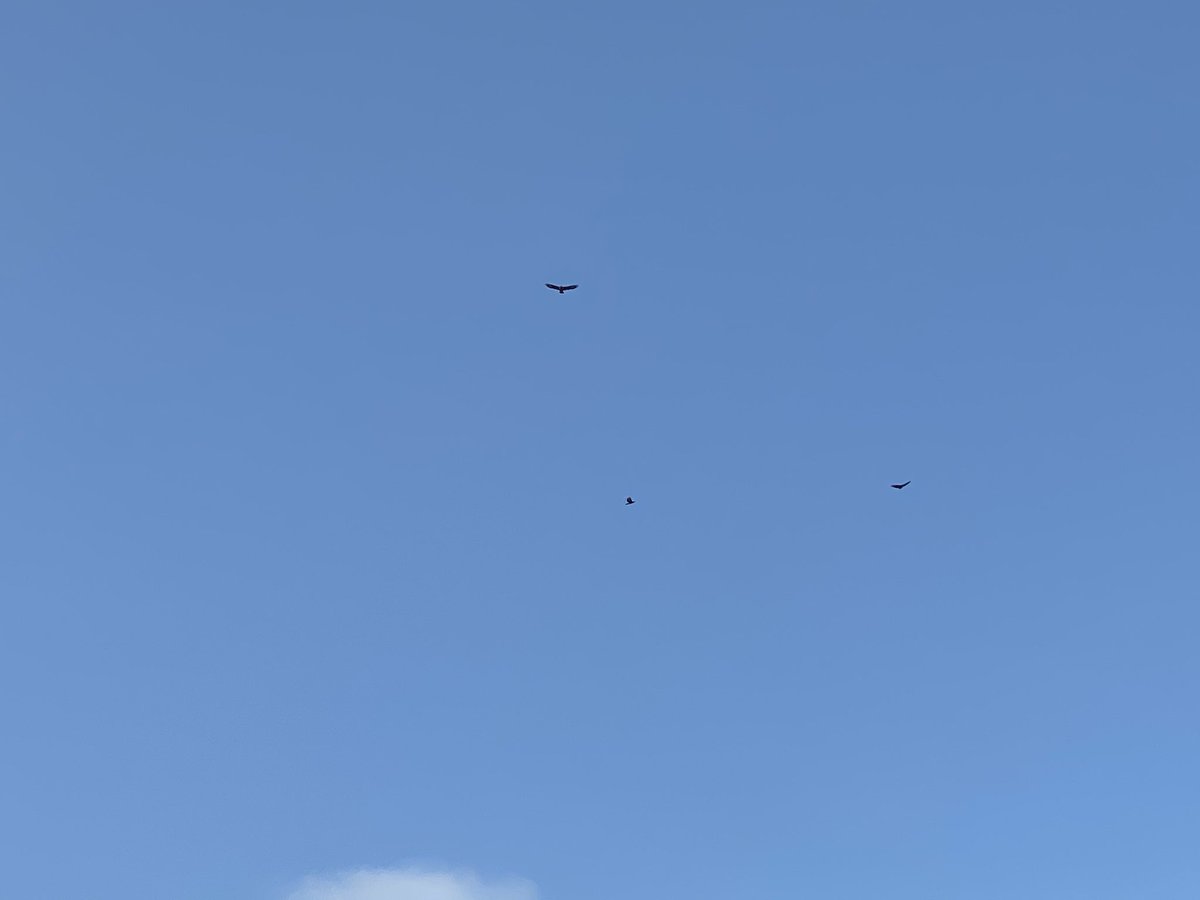 listairmclean's tweet photo. Buzzards x3 over Northern General hospital. https://t.co/6CI3jokLIw