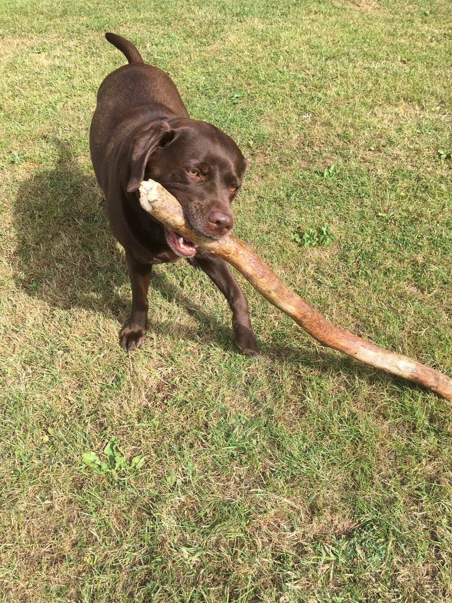 b_allan8's tweet photo. ⁦@peltsband⁩ #alittlelesslost now that’s a good stick 🤣 https://t.co/TSj9W83DBP
