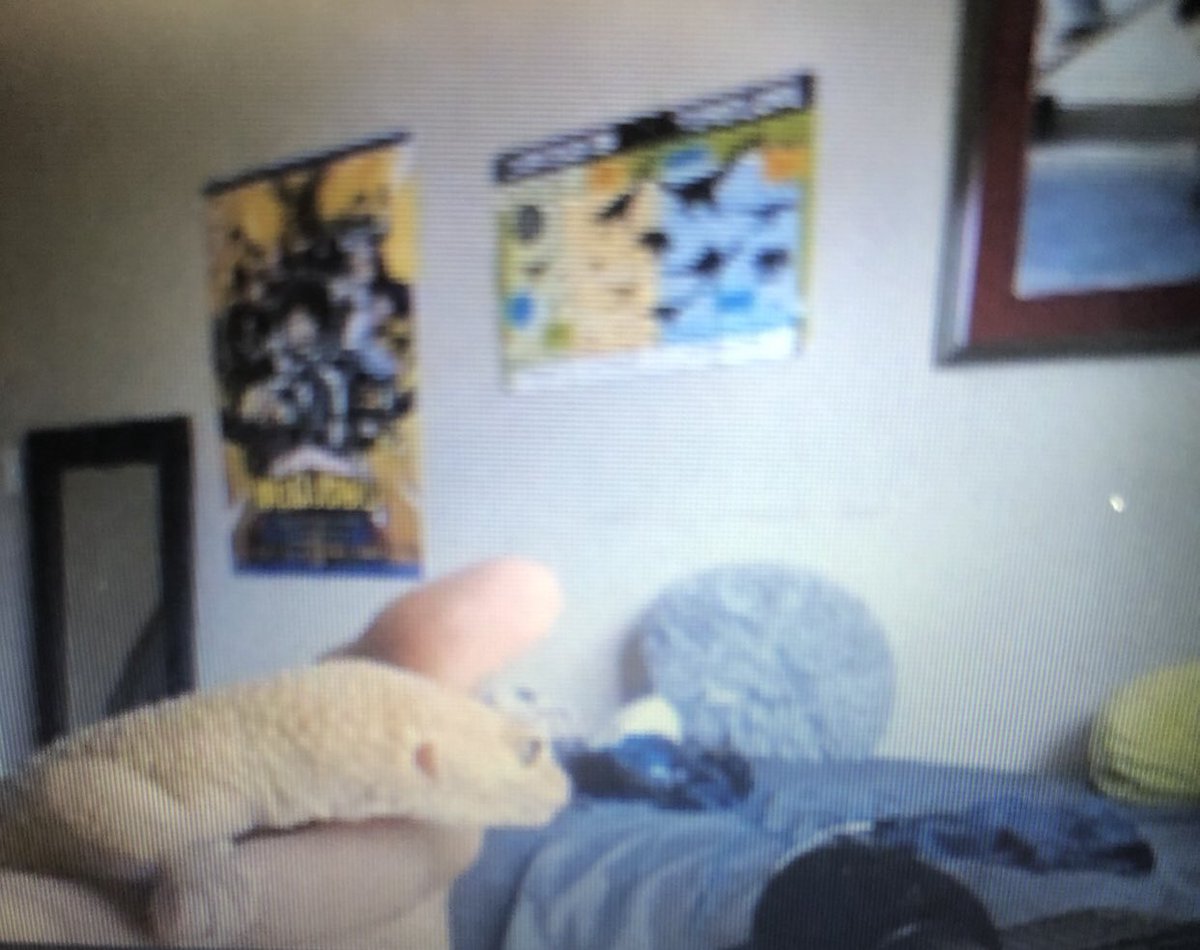 MES_MrsHutson's tweet photo. We had 2 new students join us for Language Arts...meet Spike and Lucy🦎. Fun way to end week 2! https://t.co/sVCv5HeqaZ