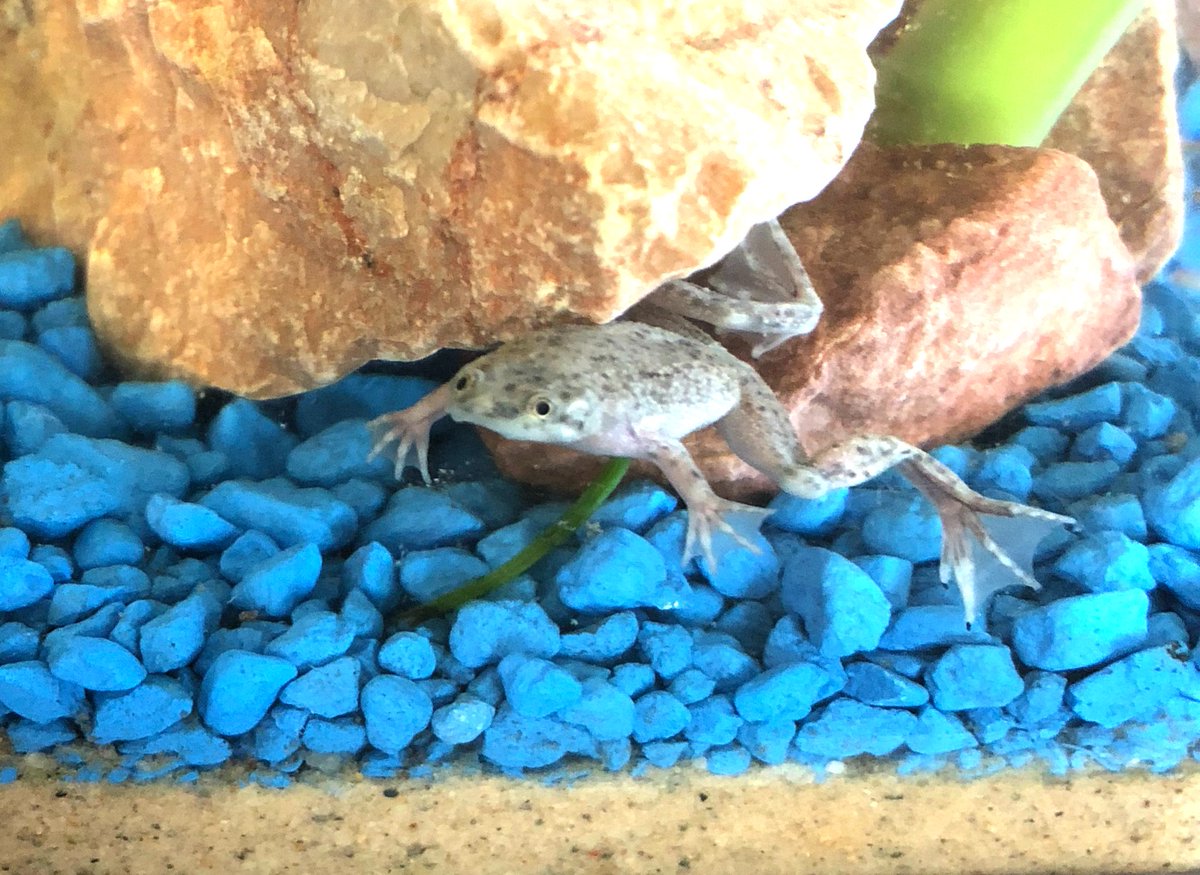 Hoppy Friday Froggy Friends!  Have a great weekend.