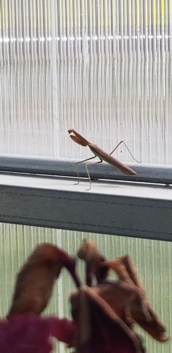Coach_Harwood's tweet photo. There's always that one kid in Botany class that just hangs around after class...happy Friday! https://t.co/cgfuqpvQpC