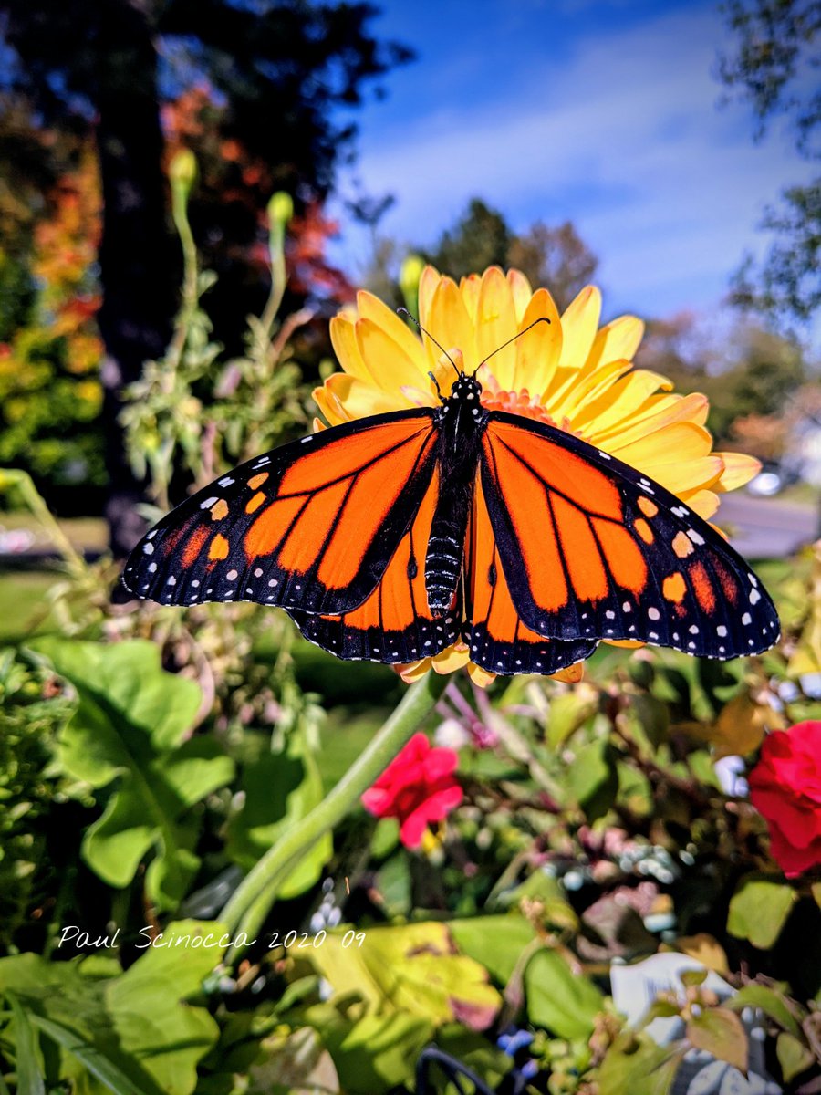 DuluthShips's tweet photo. Monarch # 90, male released today, warming in the sun before heading south...
#monarchs 
#NaturePhotography 
#insects https://t.co/idKDHVuvnZ