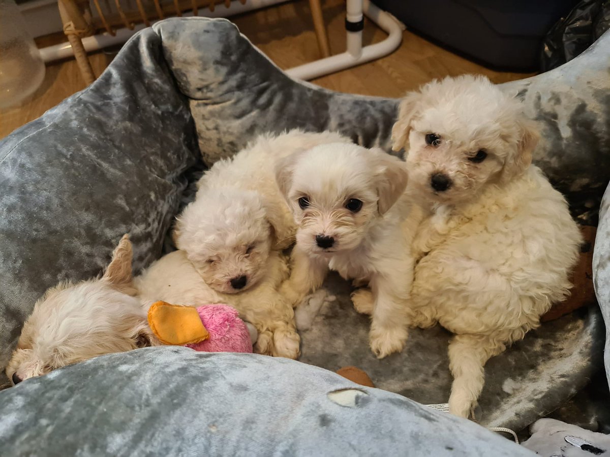 pet_scan's tweet photo. 5 yorkies and 5 cavachauns safely health checked and 7mm nano chipped, ready for their lucky new owners https://t.co/UdL3TK8XLt
