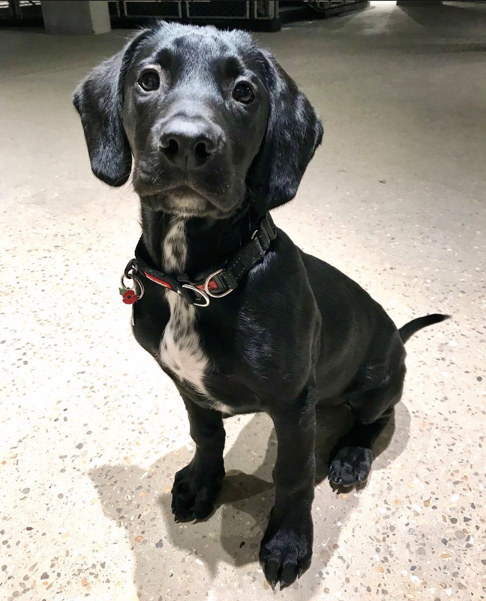 AwesomeSpaz12's tweet photo. Yeeeahh...so if you could just stop looking so grown up already that’d be GREAT! Please & Thank you 🙏❤️ Someone out grew their puppy collar, now he’s got a “big boy”’collar annnd I’m not sure how I feel about that! 🥺 😂❤️🥰 #mybaby #growthspurt #sproutin’springador #Morse ❤️🐾 https://t.co/clpzJ2yHlZ