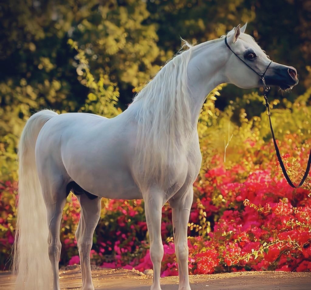 изящные скакуны. лошадь изабелловой масти. арабская лошадь. белый конь арт. аравийский скакун.