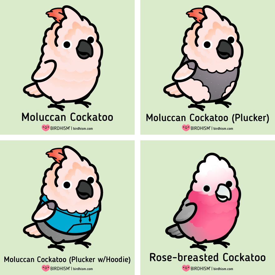 Chubby Cockatoo Collection, now with Black Palm "Gothatoo". Updated the Rose-breasted Cockatoo to better match the rest of the collection. ⠀
Available on https://t.co/XMRkwejyVH