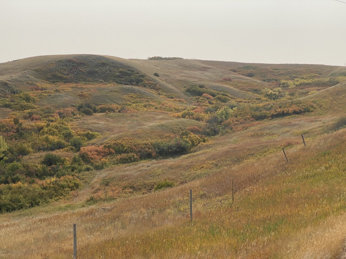 You don’t need trees to obtain fall colour. These native shrubs and ground covers create a beautiful backdrop of colour and texture!! #mothernaturearchitecture