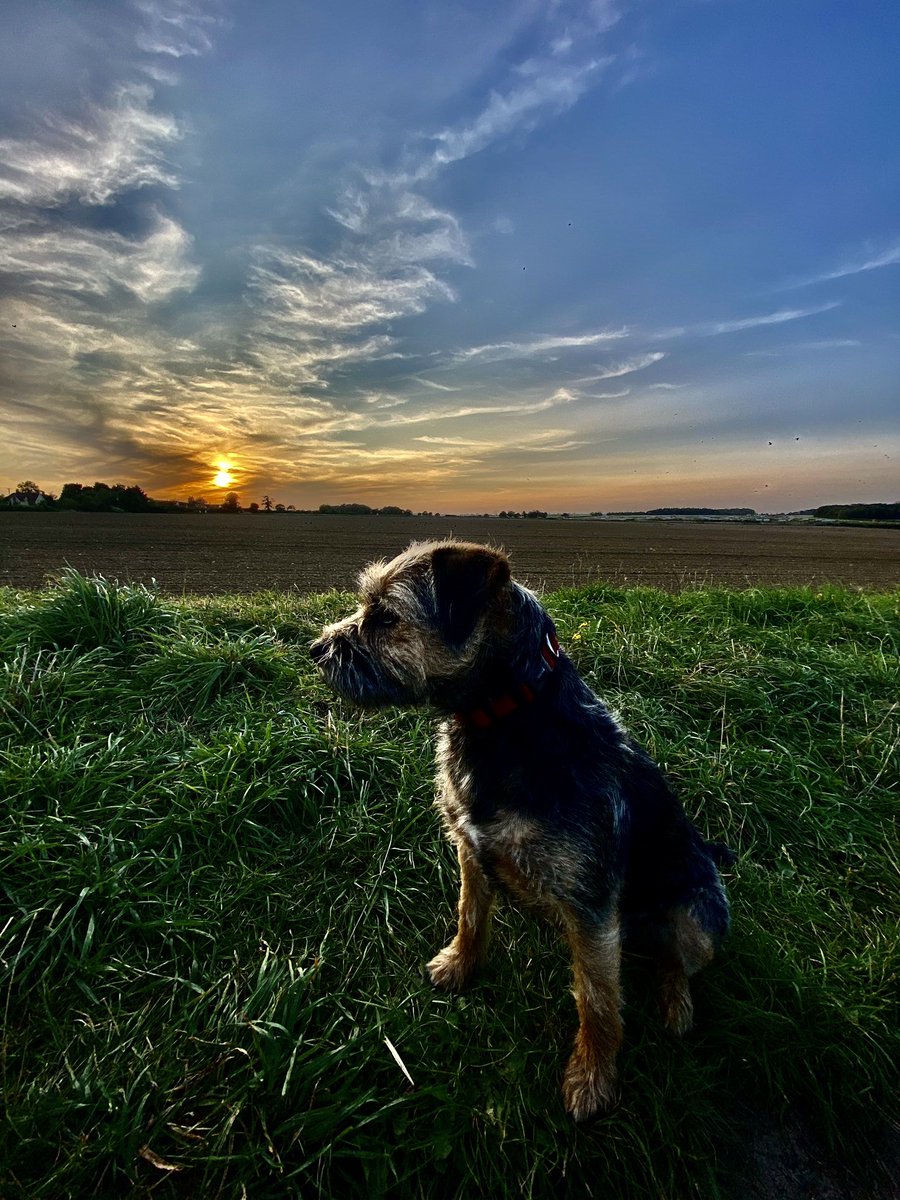 Feels to me that schools and colleges have done a brilliant job this week, against a backdrop of anxiety, uncertainty, and faltering systems. So, from my walk tonight with Molly B, simply this: thank you. Hoping you get some time off this weekend.