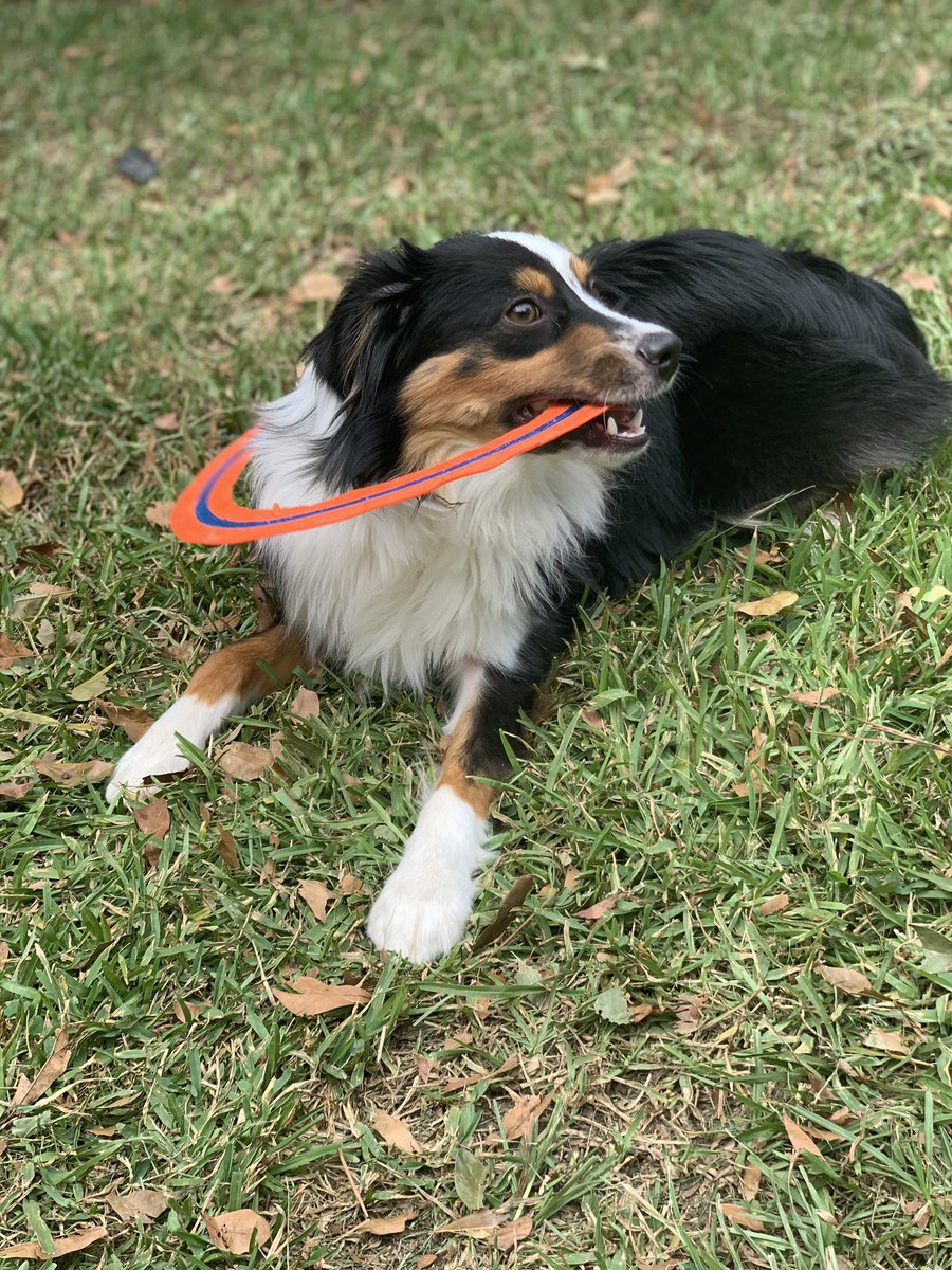 Mr_Cyber_Mygg's tweet photo. Never thought I’ll like pets....Milo has grown on me....I’m all in now. ♥️🐶 https://t.co/5sXTanTFua