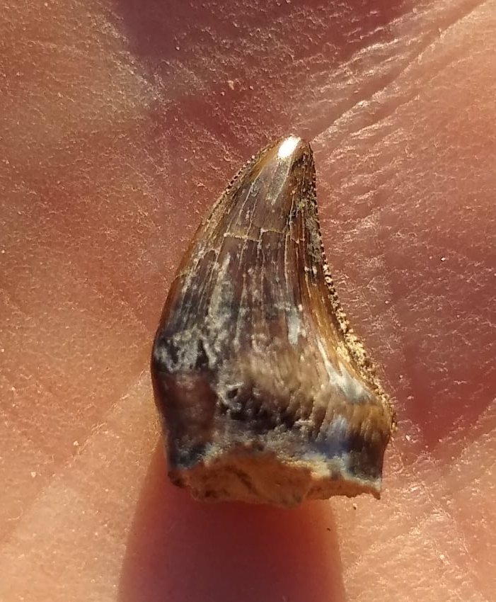 Denver Fowler Ph.D on Twitter: "This little tooth has been causing me some  consternation since it was found a few weeks ago during our @D_MuseumCenter  fieldwork. Well, I've identified what it is.