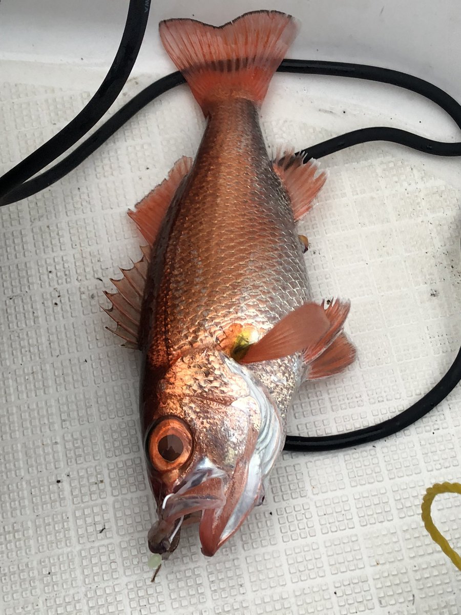 takechang1091's tweet photo. おはようございます。
本日は、以前からやってみたかったアカムツ釣りに来ました。
開始一投目から本命ゲットでテンション上がります！ https://t.co/SwHkSrYBf6