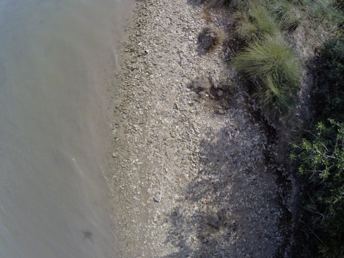 TPWDCultural's tweet photo. Hi Y'all, just found a nice shell midden while surveying Powderhorn Ranch in Calhoun County, the site of a future state park. Collected a sample for carbon dating. https://t.co/NEYs1JLqpk