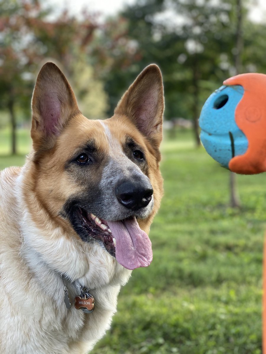 goodboywilson's tweet photo. behind every great dog photo is a chuck-it https://t.co/PZMNf4ERpE