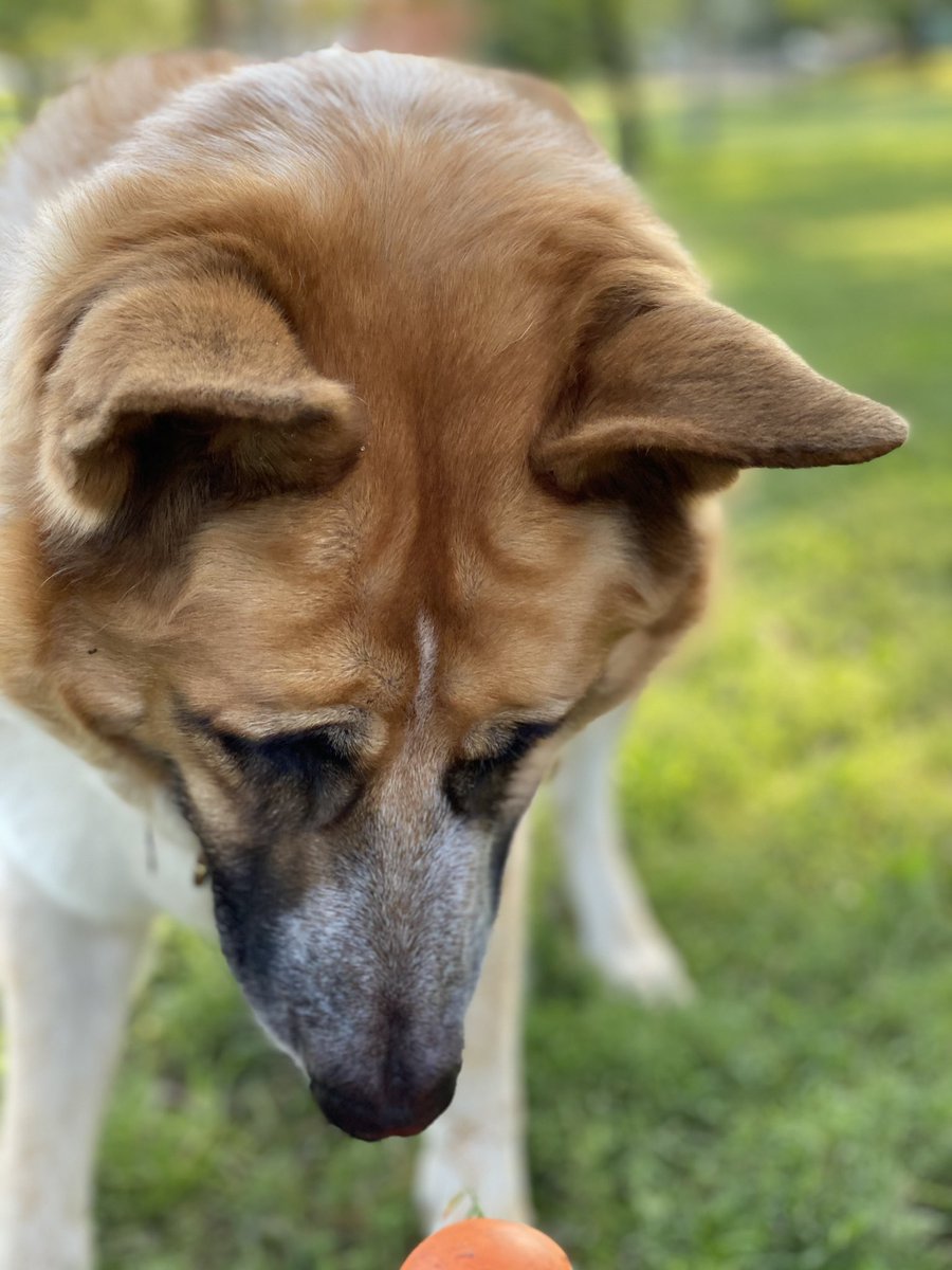 goodboywilson's tweet photo. behind every great dog photo is a chuck-it https://t.co/PZMNf4ERpE