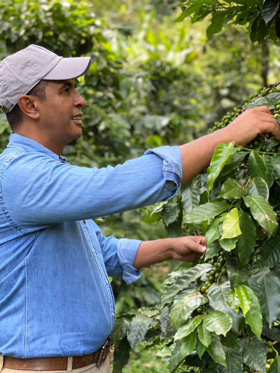 DomingoCG1's tweet photo. La industria del café posee un gran potencial de desarrollarse dentro el marco de una #EconomíaVerde con el fin de producir cuidando la Tierra sin generar desperdicios 🌎♻️.

Además los cafetales tienen un papel importante en cuanto a la captura de carbono 🌱. https://t.co/WkgezeBn4P